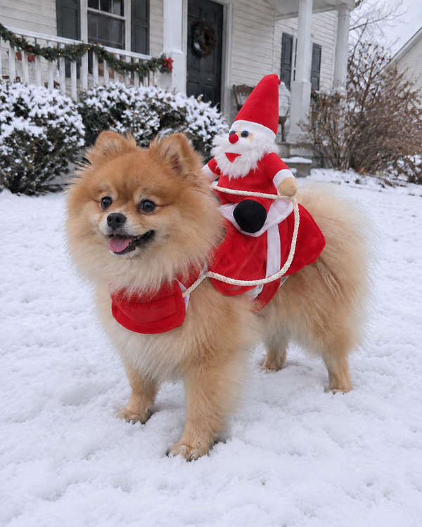 Santa Rider Dog Costume