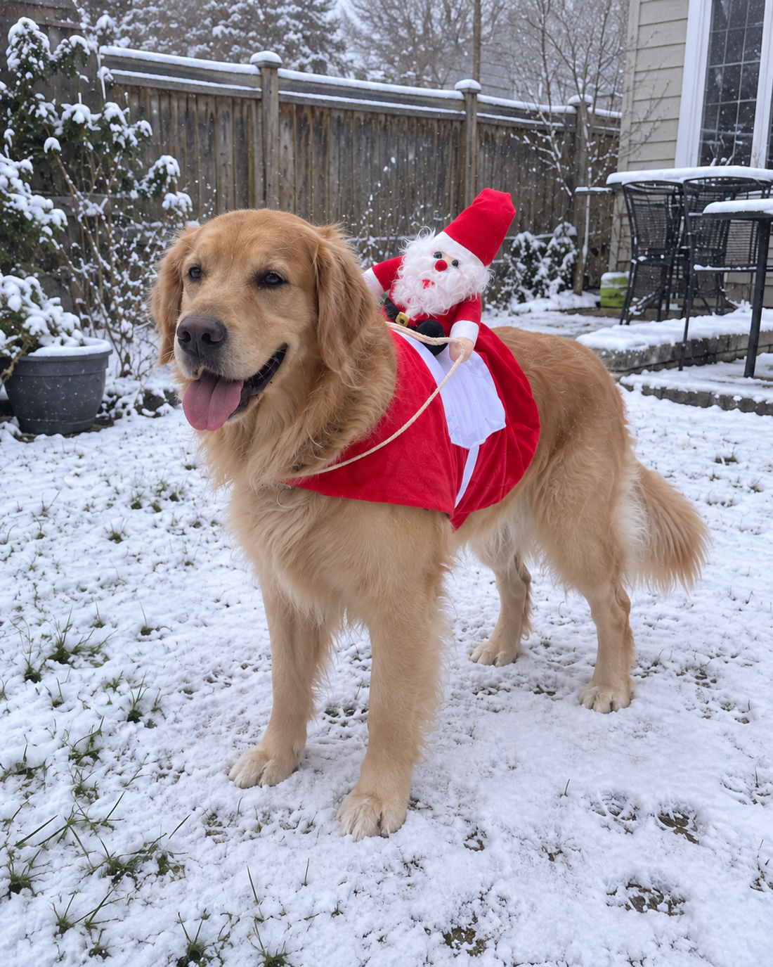 Jinete Papá Noel para Perro