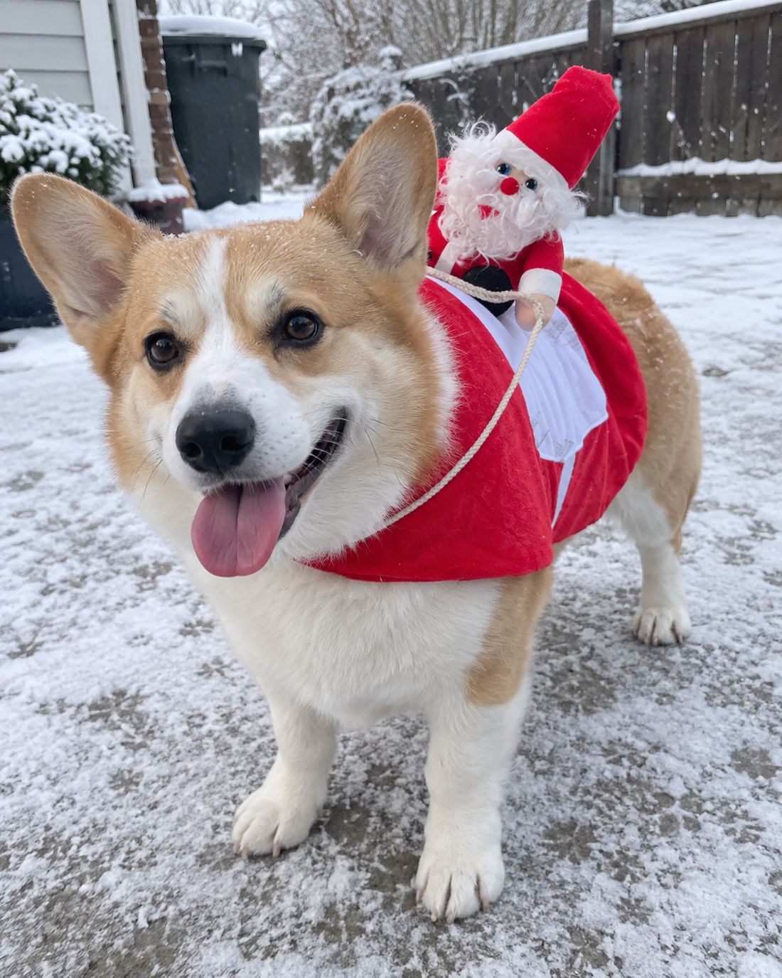 Jinete Papá Noel para Perro